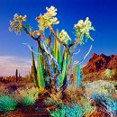 William Lesch, Cholla and Organ Pipe, Alamo Canyon