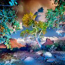 William Lesch, Cottonwoods and Clouds, near Moab, Utah