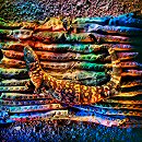 William Lesch, Gila Monster on Saquaro Skin