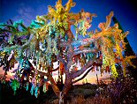 William Lesch, Jumping Cholla