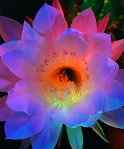 Night Blooming Cereus