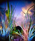 Ocotillo Sunset