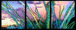 William Lesch, Ocotillos and Sunset Triptych, from below Gates Pass