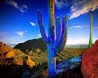 Old Saguaro