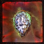 Prickly Pear