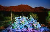 Prickly Pear