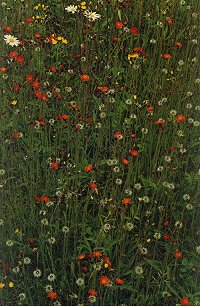 Hawkweed