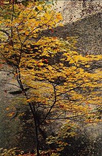 Maple Saplings