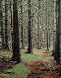 Path in Woods