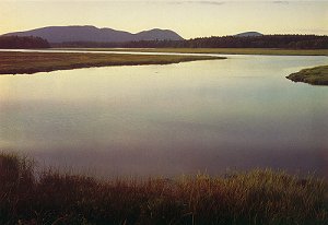 Tidal Marsh