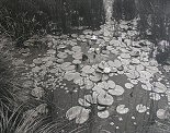 George Tice, Aquatic Plants #1