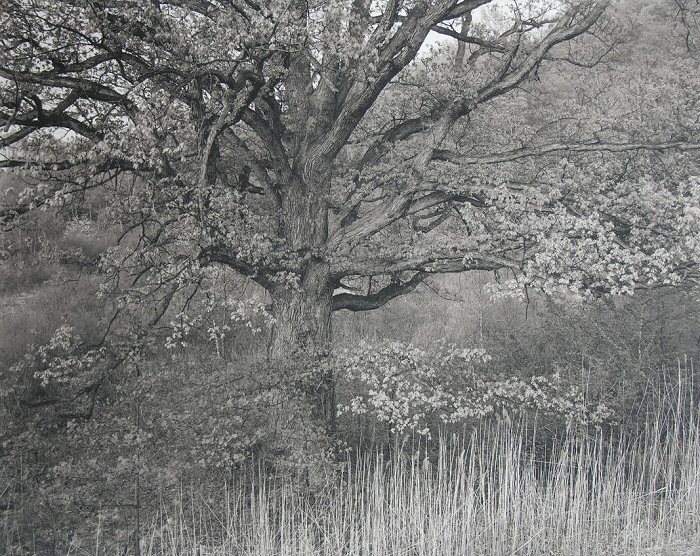 George Tice, Oak Tree, Holmdel, New Jersey