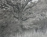 George Tice, Oak Tree Holmdel, New Jersey