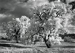 Craig Varjabedian, Cottonwood Trees No. 5