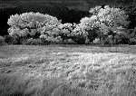 Craig Varjabedian, Cottonwoods and Meadow, Autumn