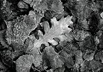 Craig Varjabedian, Oak Leaf and Cottonwoods, Ghost Ranch