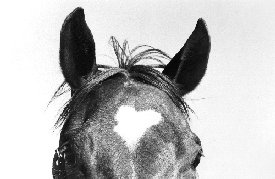 Favorite Roping Horse